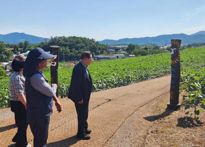 함안군, 제13회 강주해바라기축제 대비 현장점검