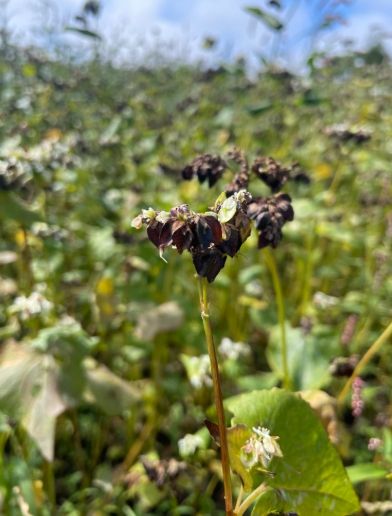 메밀 수확기 이른 장마…도복·수발아 우려