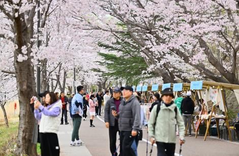 속초시, 영랑호 벚꽃축제 빅데이터 분석 완료…데이터 행정 본격화
