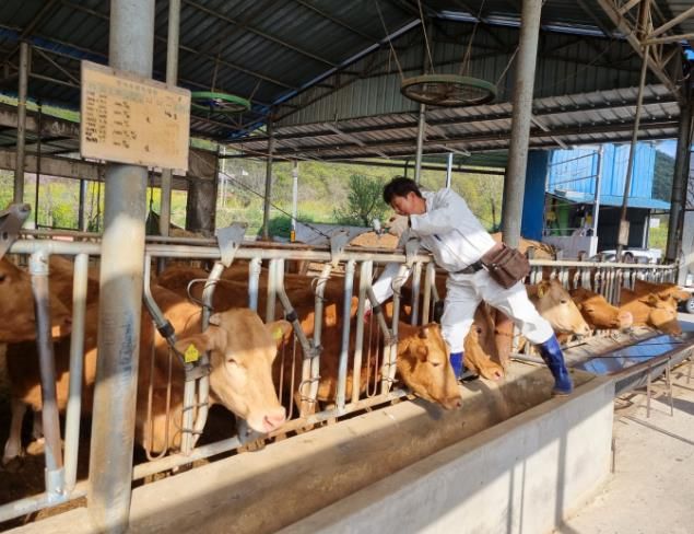 함안군, 6월 송아지 구제역 백신접종 추진