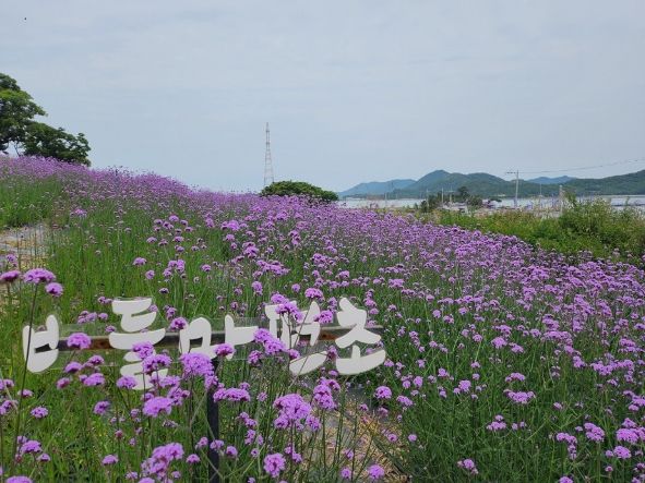 퍼플섬에 활짝 핀 버들마편초!!!..