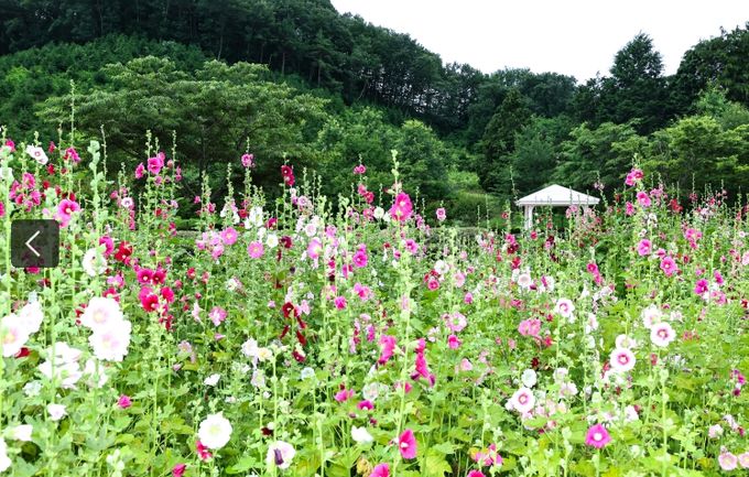 “하늘 향해 뻗은 악양생태공원의 접시꽃”
