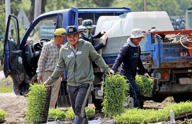 캄보디아 출신 계절근로자들이 괴산군 연풍면의 한 농가에서 옥수수 파종과 순 제거 작업에 구슬땀을 흘리고 있다