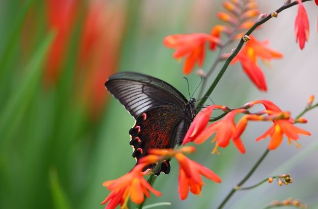 ‘4천만 송이 크로코스미아 꽃으로 여름을 수 놓다!’..