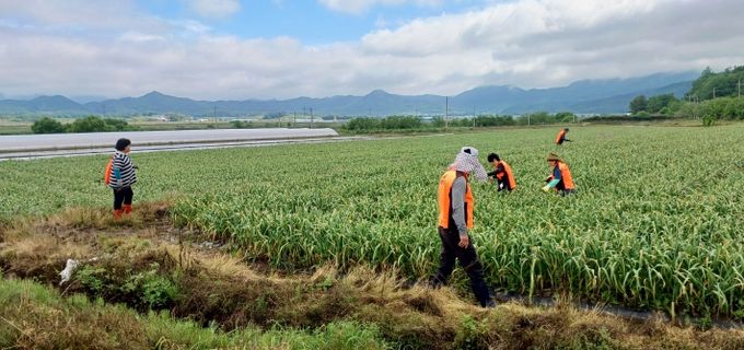 강진소방서 의용소방대, 농촌일손돕기로 구슬땀 흘려