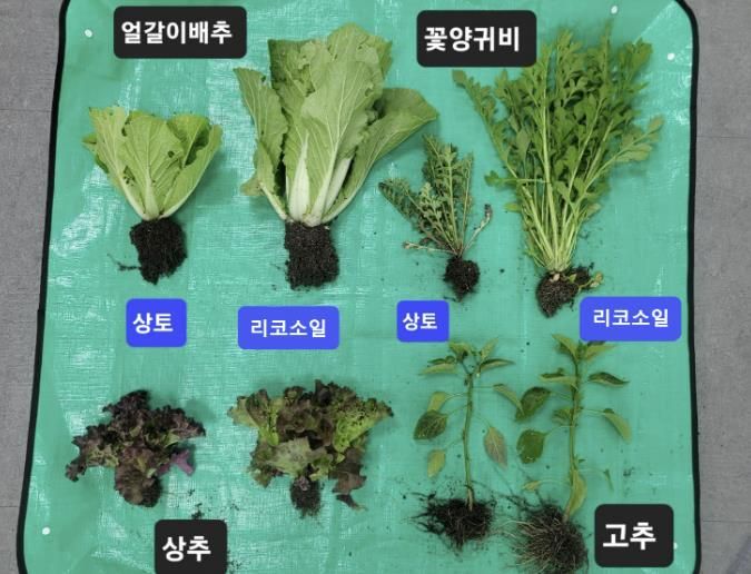 ‘리코소일’ 활용 수확물 비교