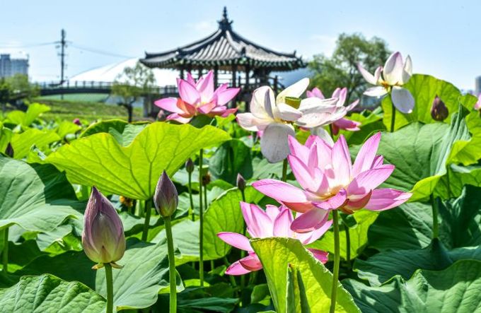 “곧 피어날 연꽃의 물결, 함안에서 기다립니다”