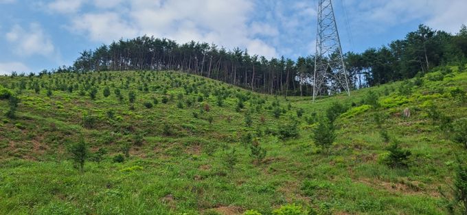 풀베기, 덩굴류제거 착수