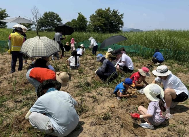 밀양아리랑오토캠핑장 이용객들이 감자 수확 체험 행사에 참여하고 있다.