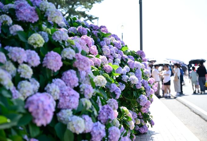 거제시 제8회 남부면 수국축제,