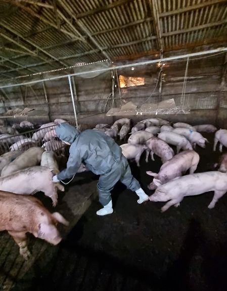 함안군, 3차 돼지열병 예방사업