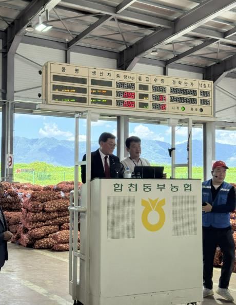 합천 마늘, 산지에서 바로! 경매 현장 '활기'