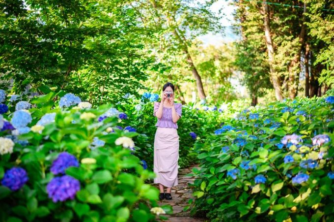 남해군 남면‘홍덕정원’으로‘수국’보러 오세요∼