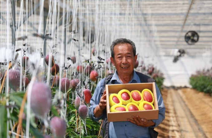 산청 초원농원 박종원씨 애플망고 수확
