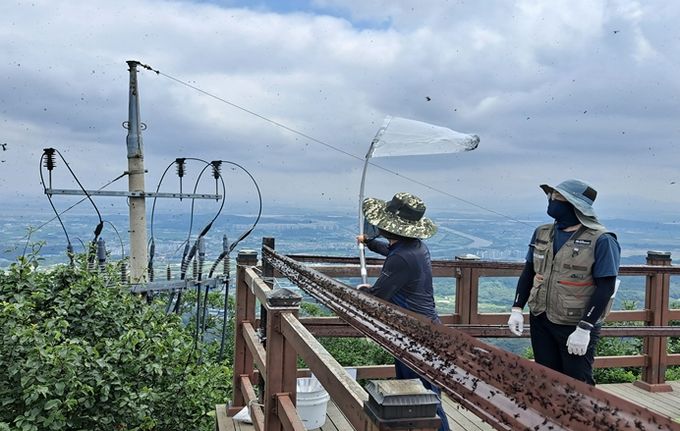 유정복 시장이 포충망으로 방제활동하는 모습