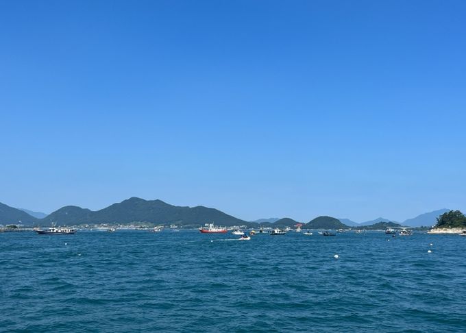 문어 금어기 해제 첫날, 전국의 강태공 문전성시