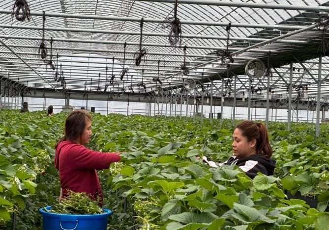 농업분야 외국인계절근로자