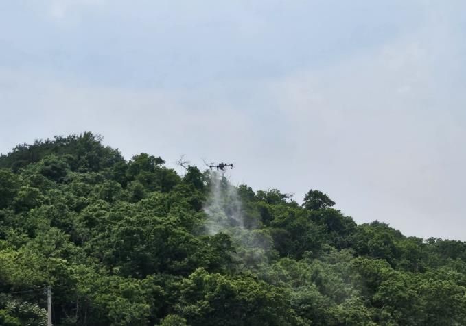 합천군, 드론 방제로 밤나무 해충 잡는다