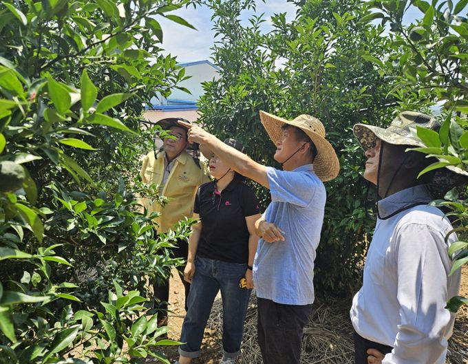 고흥군, 폭염 대비 여름철 유자 재배 기술지도에 나서