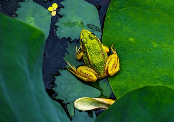 합천 8경 정양늪, 자연이 살아 숨 쉬는 여름 이야기