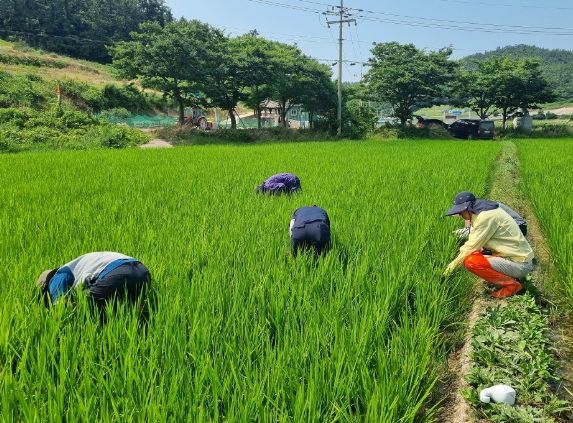 신안군, 벼 병해충 조기 예찰로 선제적 방어 총력..