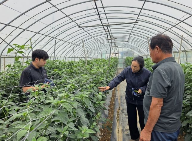 진도군, 본격적인 장마철 시작, ‘고추 병해충 주의’ 당부