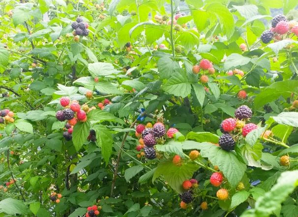 장성군-보해양조㈜ 협업 성과 냈다… 10톤 물량 납품