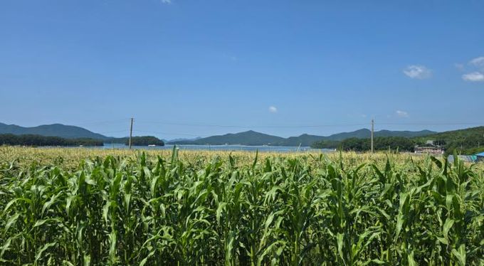 고성군, 제철 찰옥수수로 아이들 건강 챙긴다