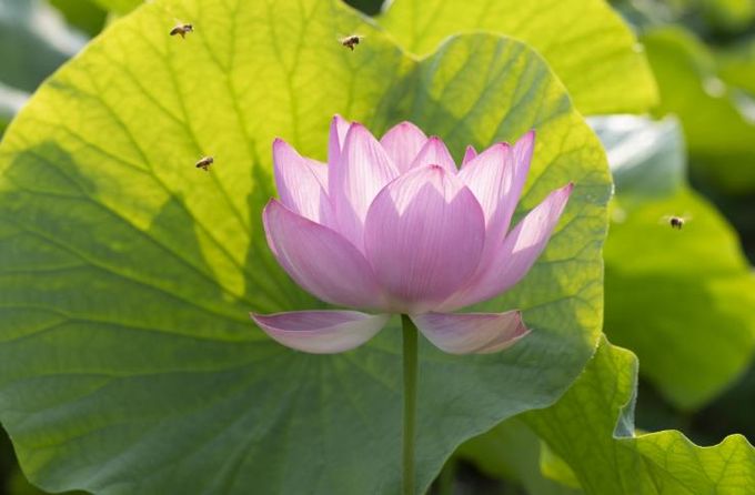 함안박물관‘아라홍련’, 생태 ․ 예술 전문가의 시선으로 재조명