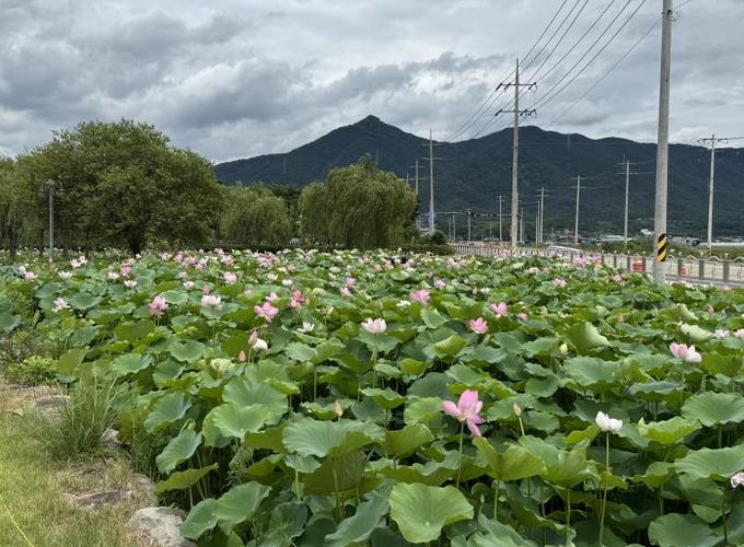 고성생태학습관 연꽃공원, 연꽃 만개로 ‘장관’