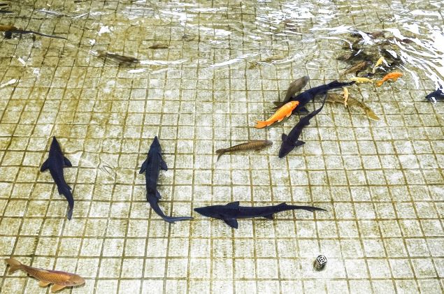 “ 함안박물관 연못에 철갑상어가 떴다 ! ”