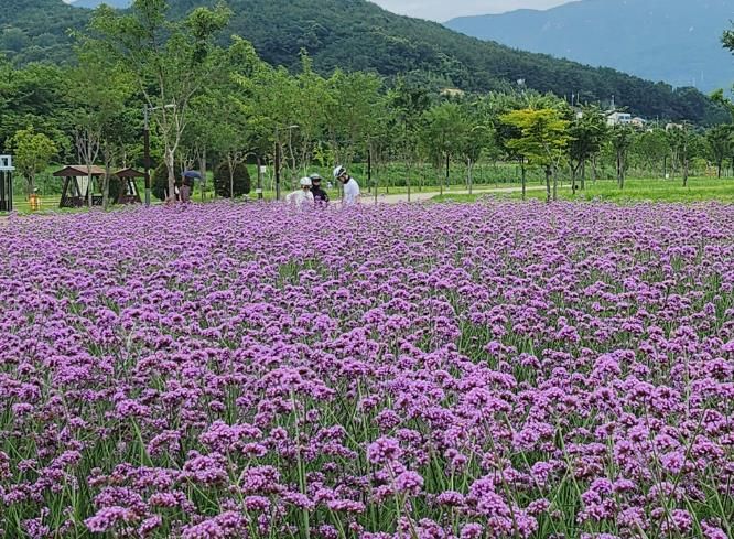 황산공원 버베나 군락지