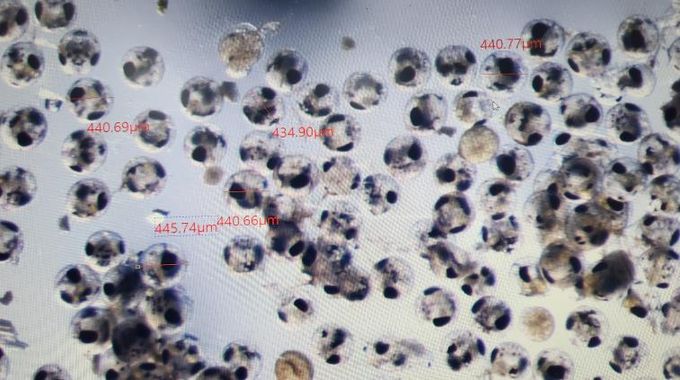 꽃게 부화직전 사진