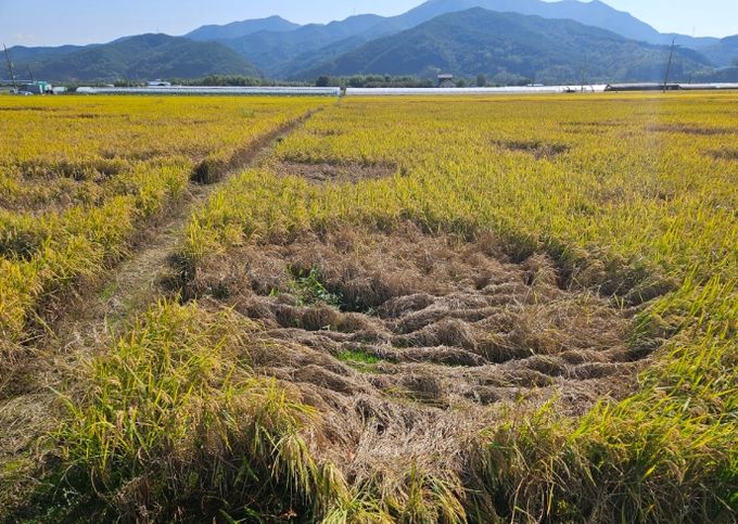 벼 벼멸구 피해