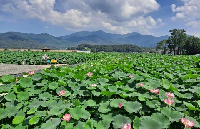무더위 잊게 하는 연꽃의 아름다움, 밀양 연꽃단지에서 만나다