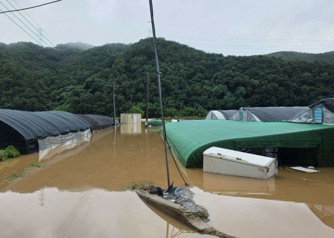 호우로 인해 비닐하우스가 물에 잠겼다.