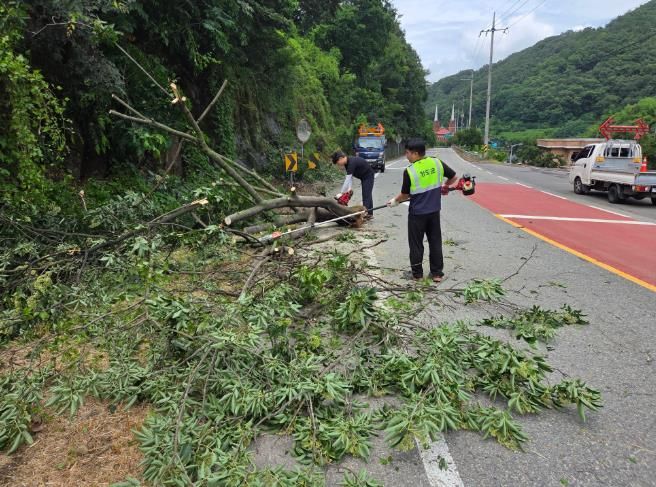 도로환경정비사진-화양읍 다로리(위해수목 제거)