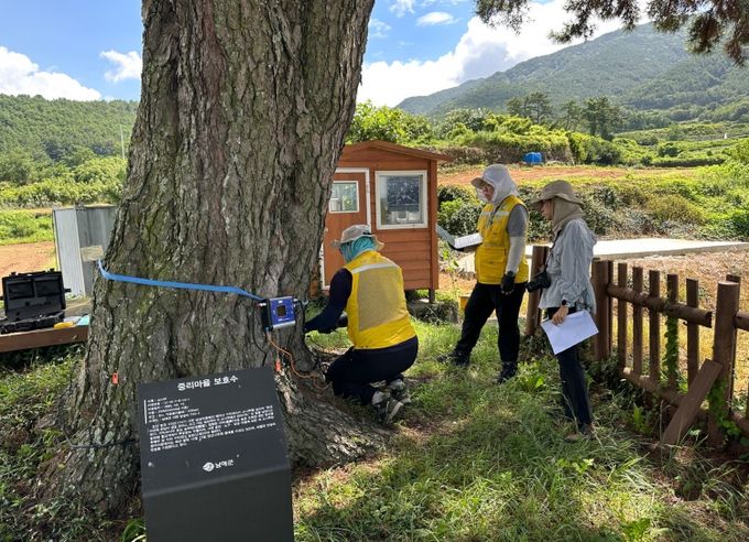 첨단 장비 활용‘보호수 생육환경 및 실태 조사 용역’시행