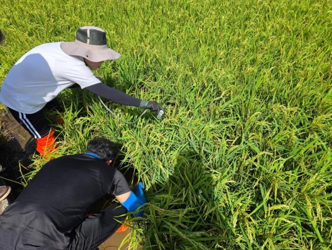 남해군, 농진청-경남농업기술원 벼 병해충 합동예찰 실시