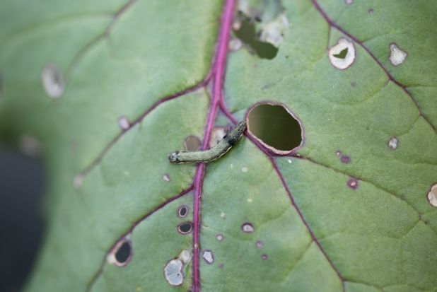 담배거세미나방 유충