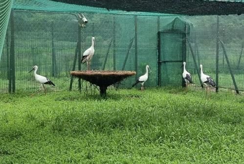 봉하뜰 황새 사진