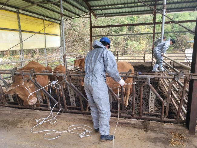 구제역 접종.