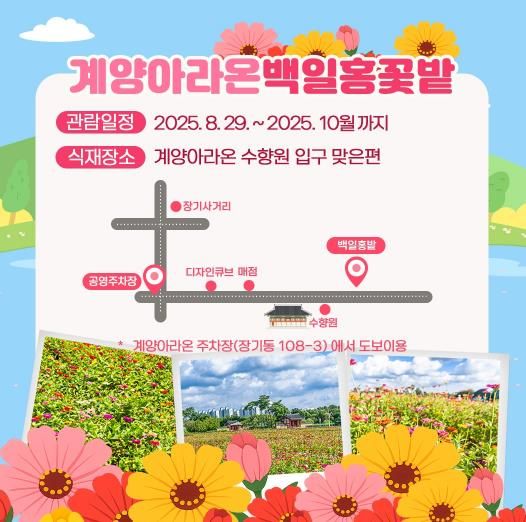 가을빛 물들어 가는 계양아라온, “백일홍 꽃밭으로 초대합니다”