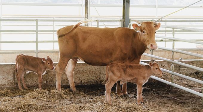 합천한우 번식력·우수성 증명, 쌍둥이 송아지 잇따라 출산