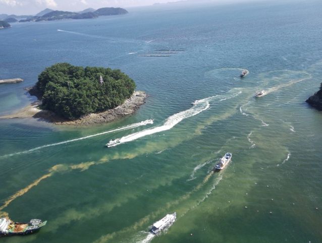 통영시, 적조 일제 방제의 날