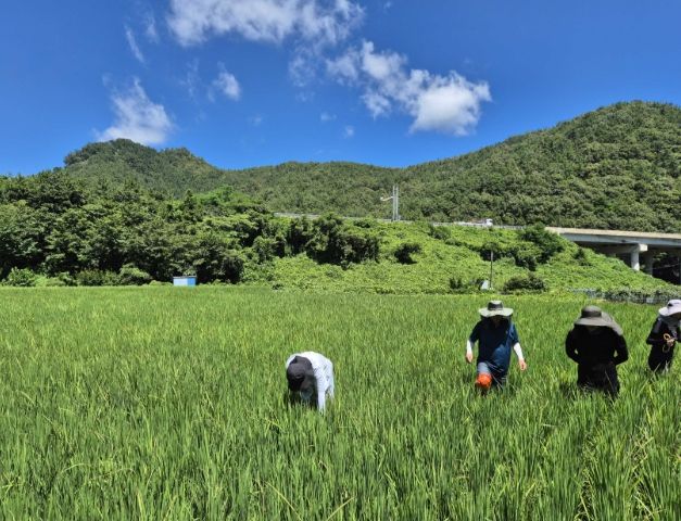 통영시, 벼 병해충 철저한 예찰로 지키다