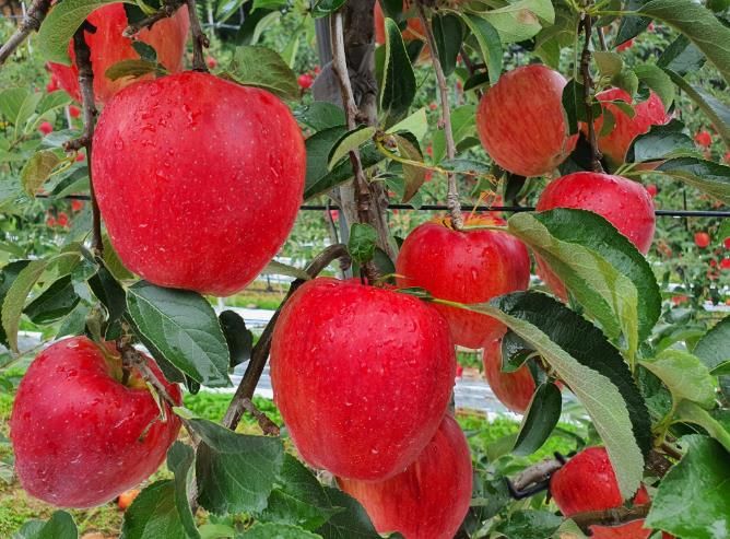 함양 사과, 우수한 품질로 믿고 찾는 대표 과일