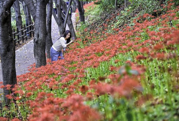 50만여 송이 붉은 꽃무릇, 선암호수공원 가을을 물들이다