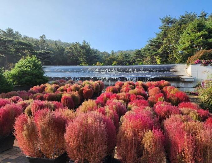 벽천의 가을 댑싸리