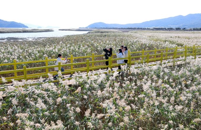 제10회 강진만 춤추는 갈대축제가 열린 가운데 강진만 갈대밭을 찾은 관광객들이 가을의 정취를 맘껏 느끼고 있다.